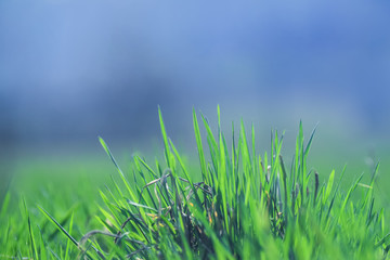 Beautiful and perfect green background by the fresh grass. With a blurry background and perspective.