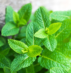 Fresh mint leaf,  lemon balm herb on wooden background with copyspace, close up. © nataliazakharova