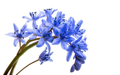 Fototapeta na wymiar spring blue flowers isolated