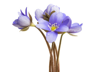 hepatica nobilis isolated