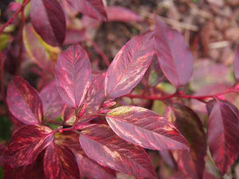 Leucothoe fontanesiana 'Rainbow' - Switch Ivy, highland doghobble, fetter-bush, mountain doghobble, spring