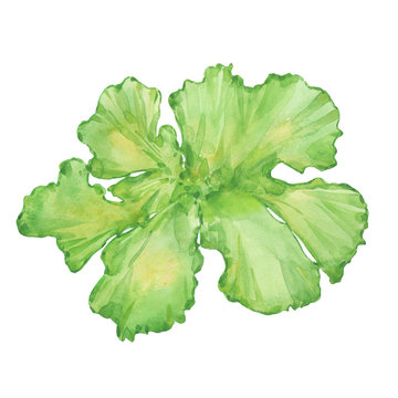 watercolor sea lettuce