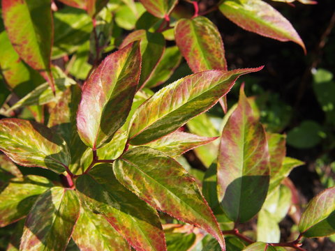 Leucothoe fontanesiana 'Rainbow' - Switch Ivy, highland doghobble, fetter-bush, mountain doghobble, summer