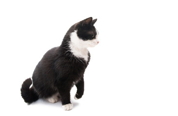 black and white cat isolated
