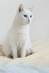 Fototapeta na wymiar Biały kot z niebieskimi oczami siedzący na żółto-niebieskiej pościeli