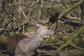 Il capriolo (Capreolus capreolus) nel bosco