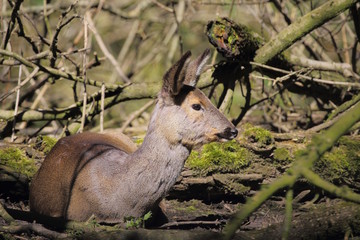 Il capriolo (Capreolus capreolus) nel bosco