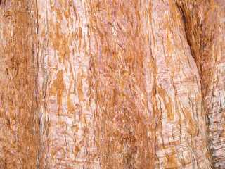 Obraz premium Mammoth pine tree trunk close up.