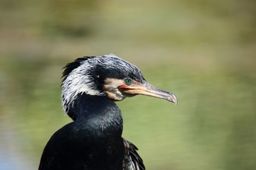 Cormorano comune (Phalacrocorax carbo)