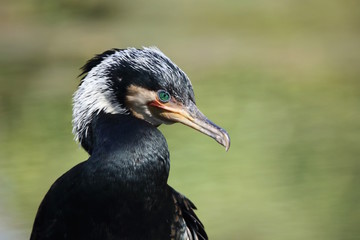 Ritratto di un cormorano comune (Phalacrocorax carbo)