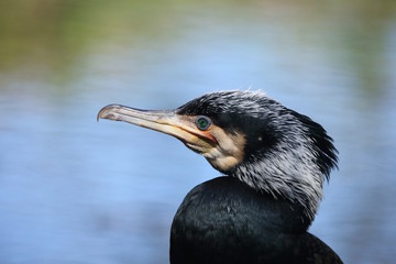 Ritratto di un cormorano comune (Phalacrocorax carbo)