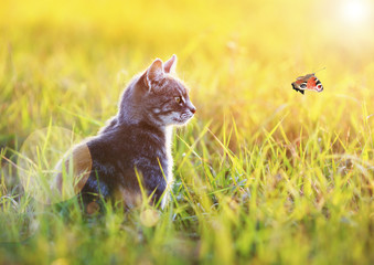 beautiful cat sits in the green grass on a Sunny meadow in the summer and looking at flying to the sun the butterfly