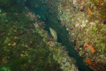 2 Fische in Felsspalte Congerriff vor Tamariu Spanien