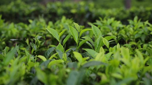 Tea plantation. Tea leaves, close-up. Green, fresh, tea leaves growing on the plantation. Tea in the sun