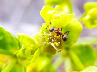 Ant red on the green yellow foliage lit by the summer hot sun