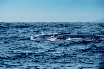 A huge fin whale surfacing in the Atlantic Ocean near Pico Island 