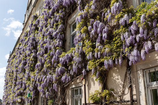 Wisteria in flower against old stone building with windows