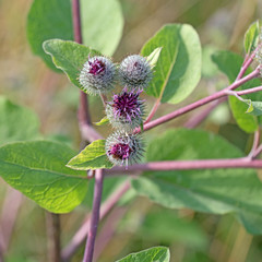 Blühende Kletten, Arctium