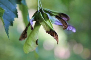 tree leaves