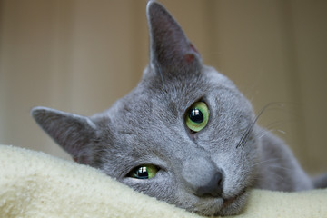 Russian Blue Cat