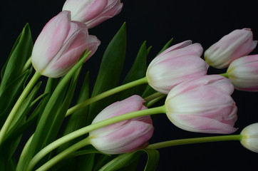 Pink tulip flower on black background