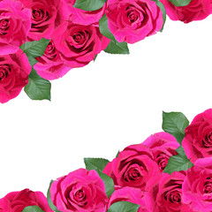 Beautiful floral background of crimson roses 