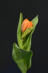 Orange tulip flower for background