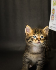 Kittens on the black studio background