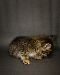 Kittens on the black studio background