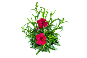 Beautiful red carnation flowers isolated on white background