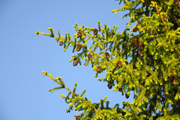 Fir branches with cones