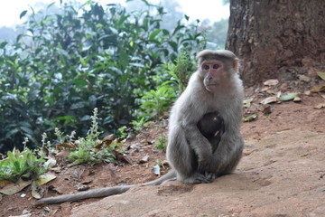 Fototapeta premium Monkey in ooty