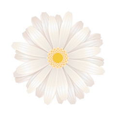 Bright white gerbera flower on white