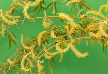 Branches of a flowering willow on a green background © studybos