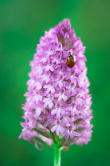 Coccinella su fiore di orchidea