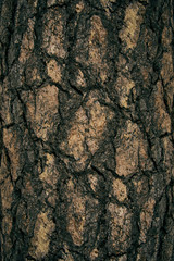 bark skin of a tree texture and background