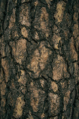 bark skin of a tree texture and background