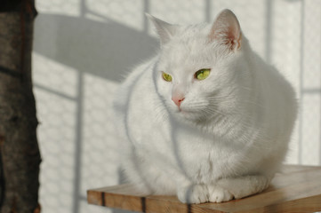 Biały kot z zielonymi oczami siedzący na balkonie w słoneczny dzień