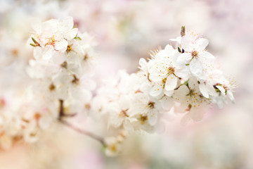Fototapeta na wymiar Beautiful blooming Apple trees in the spring garden. Close up.