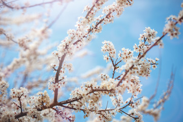 Beautiful blooming Apple trees in the spring garden. Close up.