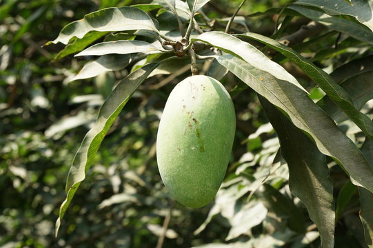 Mango