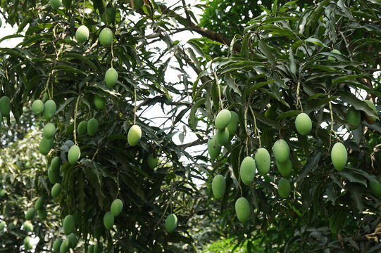 Mango