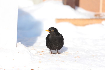 Blackbird on the ground. Spring. 
