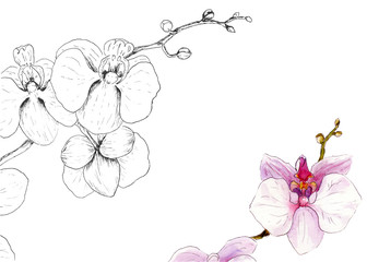 watercolor picture of an orchid branch for business cards, logos © Toshka