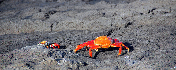 Riese rote Krabben an der Küste der Galapagos Inseln
