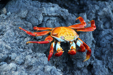 Riesen Krabben an den Küsten der Galapagos Inseln