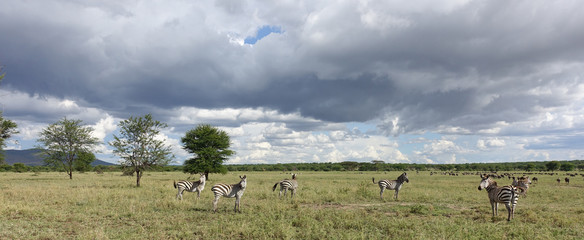 Zebras in der Serengeti, Tansania