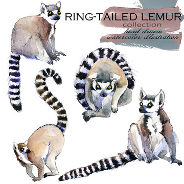 Ring-tailed Lemur hand drawn watercolor illustration set