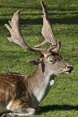 Naklejka na ściany i meble Closeup on Fallow Deer