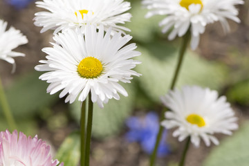 Several Growing White Daisies